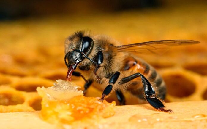 včelí terapie pro osteochondrózu